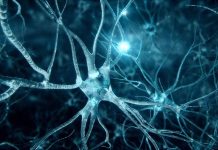 Neurotechnology Vs. Neural Networks: What’s the Difference?