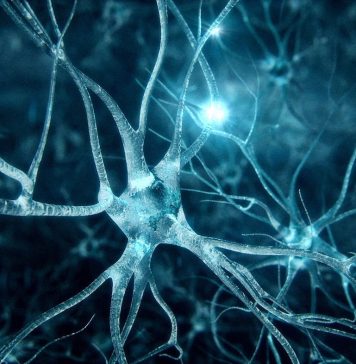 Neurotechnology Vs. Neural Networks: What’s the Difference?
