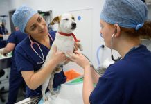 How Much Do Vets Make?