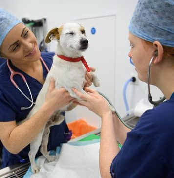 How Much Do Vets Make?